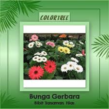 Tanaman hias di rumah anda seperti lukisan hidup yang akan membuat suasana lebih segar. Bibit Tanaman Hias Bunga Gerbera 25cm Shopee Indonesia