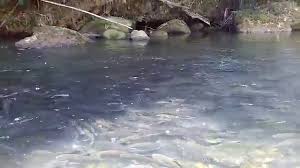Sejak dulu tidak ada yang berani memakan ikan di sungai janiah ini, karena mereka enggan saja karena sepertinya memakan manusianya saja, bahkan belanda dan jepang tidak berani menjamah ikan ini, menurut tuanku sampono tidak ada yang tahu jenis dan nama ikan tersebut. Strike Dan Release Hampili Di Sungai Yg Jernih By Adi Wisaksono Adi