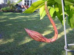 Pin On Gardening