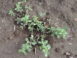I try to do my best to incorporate healthy foods, but sometimes i need a little comfort food. Purslane The Edible Weed Giantveggiegardener