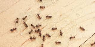 A smoke detector placement diagram is highly recommended to ensure your detectors are up to code. Odorous House Ant Interstate Pest Management Vancouver Wa