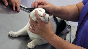 Kenali 9 tanda kucingmu sedang menahan sakit. Ciri Kucing Sakit Penyakit Dan Kesehatan Kucing