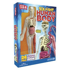 Explore the anatomy systems of the human body! Squishy Human Body Anatomy Kit Target