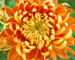Crysanthemum My Birth Flower Chrysanthemum Flower Seeds Chrysanthemum Plant Birth Month Flowers