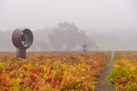 Image result for Medium Cabernet 1990 Tracer