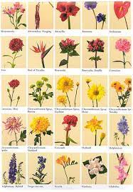 More than 140 varieties of wildflowers ornamental, common, garden, exotic and tropical flowers. Different Types Easy Flower Drawing With Name Novocom Top