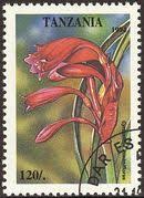 Image result for Schizochilus sulphureus