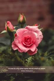 The expression is used to mean that the name used for something does not affect its true nature. A Rose By Any Other Name Would Smell As Sweet Shakespeare Romeo Und Julia