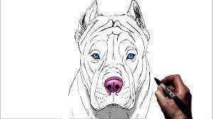 American pit bull terrier puppy american bully easy pitbull dog. How To Draw A Pitbull Step By Step Youtube