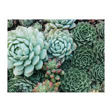 The most active jigsaw puzzle forum on the internet. Succulent Garden 2 Sided 500 Piece Puzzle Galison