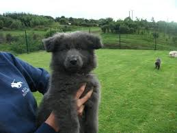 You need to be very careful when looking for a blue german shepherd puppy. Stunning Blue German Shepherd Puppies Airdrie Lanarkshire Pets4homes