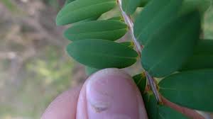 Image result for Melaleuca hypericifolia