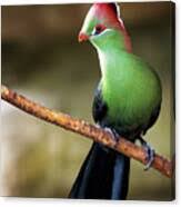 Image result for Turraea fischeri