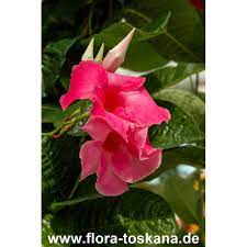 Check spelling or type a new query. Mandevilla X Amabilis Alice Du Pont Pink Chile Jasmine Flora Toskana