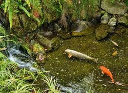 Salah satu faktor utama yang membuat air kolam berubah warna menjadi hijau adalah karena phytoplankton. Informasi Seputar Perikanan Jenis Jenis Kolam Ikan Air Tawar