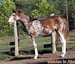 Genomia Horses Sabino Color