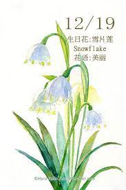 每日一花12 19 生日花 haru hello flower drawing plant illustration watercolor flowers