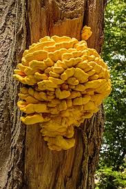 We did not find results for: Laetiporus Sulphureus Wikipedia