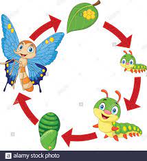 Ilustracion Del Ciclo De Vida De Mariposa Imagen Vector De Stock Alamy
