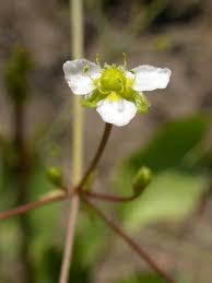 Image result for Alismataceae