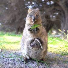 Chloe The Quokkaはinstagramを利用しています New Quokka Video Now Live In Our Quokkahub Bio Link Do Quokkas Throw Their Babies At Predat Koala Bear Quokka Animals