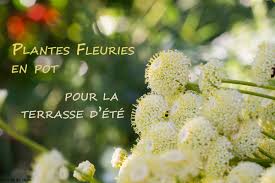 Je recommande plutôt des pots en résine ou en terre cuite qui sont plus adaptés aux balcons exposés au soleil, conclut le paysagiste. Idees De Plantes Fleuries En Pot Pour La Terrasse D Ete Au Fil Du Thym