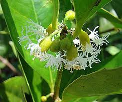 Image result for Cassipourea ndando