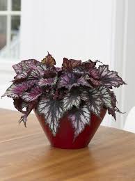 15 Gorgeous Purple Houseplants House Plants Plants Houseplants