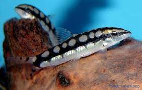 Ambastaia Sidthimunki Dwarf Chain Loach Dwarf Botia Tropical Freshwater Max Size 2 5 Peaceful Shoaling Prefer Eaux Douces Poisson D Eau Douce Poisson