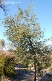 We did not find results for: Plantfiles Pictures Searsia Species African Sumac Bastard Willow Karee Karroo Tree Willow Rhus Searsia Lancea By Growin