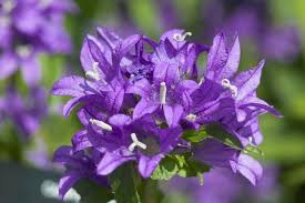 Image result for campanula glomerata