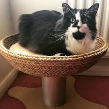 My Four Cats Design Black And White Tuxedo Cat Cat Bed Beautiful Cat Bed Sleeping Beautiful Cat Cat Design Pet Furniture