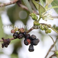 Image result for Guettarda