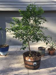 Authentic key lime trees have thorns. Pin On Gardening