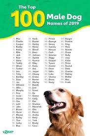The Top 100 Male Dog Names In 2021 Dog Names Puppy Names Popular Dog Names