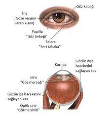 Goz Kuresi 2 5 Cm Capindadir Gorunen Kisim Toplam Gozun Sadece Altida Biridir Gozler Saglik