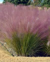 This is the one muhly grass with showy pink flowering plumes that can be grown in usda zones 5 and 6. Outdoor Gardening Home Living Muhlenbergia Capillaris Pink Muhly Grass Plant Free Ship