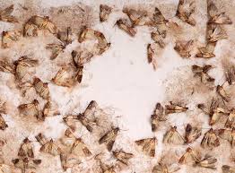 food moths  how to get rid of moths in