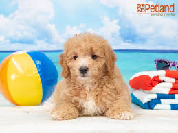 See puppy pictures, health information and reviews. Petland Florida Has Mini Goldendoodle Puppies For Sale Check Out All Our Available Puppies Minigoldendo Dog Care Puppy Friends Goldendoodle Puppy For Sale