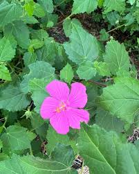 Image result for Acacia lasiopetala