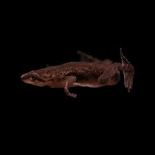 Image result for Rhipidoglossum kamerunense