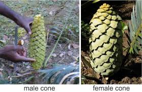 Image result for Encephalartos ngoyanus