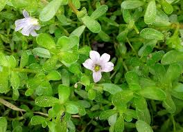 Image result for Bacopa monnieri