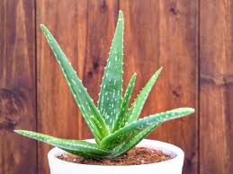 Aloe vera needs lots of light, so place your plant within 3 feet of a sunny window where it will receive at least 6 hours of direct light per day. How Fast Does Aloe Vera Grow And How To Grow It Faster Smart Garden Guide
