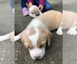 Puppyfinder Com Beagle Puppies Puppies For Sale Near Me In Alabama Usa Page 1 Displays 10