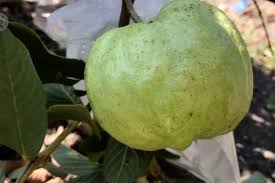 Rahasia agar tambulapot cepat berbuah cara mudah agar pohon mangga berbuah Buah Kristal In English