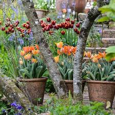 Flowers always make people better, happier, and more helpful; Jewel Like Tulips Softened By The Cooler Shades Of Camassia Leichtlinii At The Carol Kleins Small Garden Inspiration Container Gardening Flower Garden Design