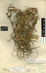 Image result for Cenchrus clandestinus