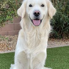 Our next dog sticker features Cole's English cream golden retriever,  Finley! This dude loves to play with his friends at the park, get zoomies  in the yard, and take his agility classes.