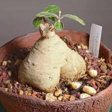 Image result for Trochomeria hookeri